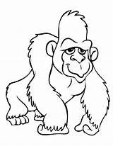 Gorilla Gorille Gorillas Gorila Dibujos Chimpanzee 搜尋 Coloriages Preschoolers sketch template