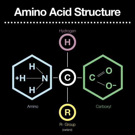 amino acid functional groups