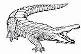 Gator Getdrawings Drawing Alligator Coloring sketch template