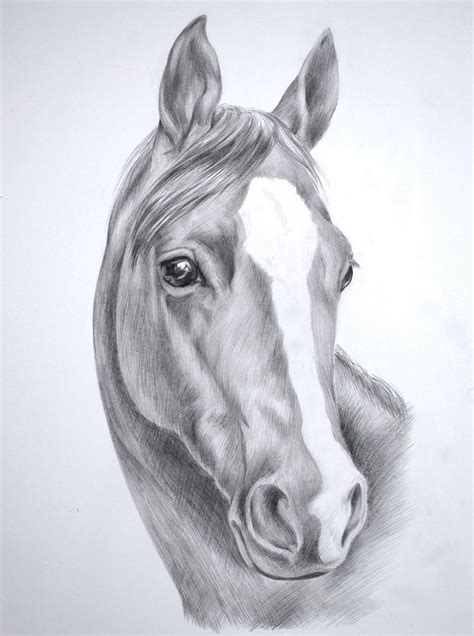 horse drawings horse head drawing horse sketch