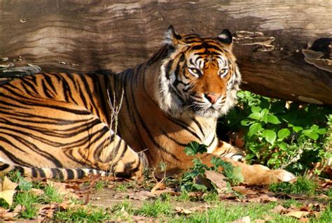 tigre aprende las principales caractereristicas del mundo animal  vegetal