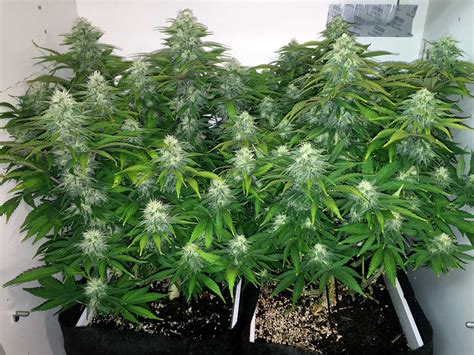 grow dense cannabis buds grow weed easy