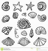 Shells Coloring Shell Sea Pages Seashell Drawing Seashells Printable Beach Book Scallop Color Kids Print Mermaid Line Draw Sheets Template sketch template