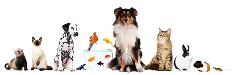 importing pets guide  australia