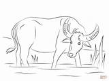 Coloring Water Buffalo Carabao Pages Clipart Printable Drawing Drawings Buffaloes 12kb Crafts Categories Supercoloring sketch template