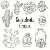 Cactus Succulent Coloring Vector Succulents sketch template