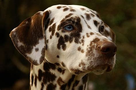 dalmatians syndrome media influence  pet owners soapboxie