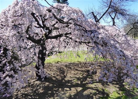 weeping cherry tree care tips  happy healthy