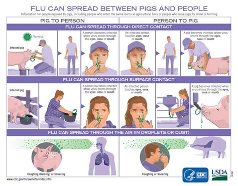 cienciasmedicasnews information  swinevariant influenza cdc
