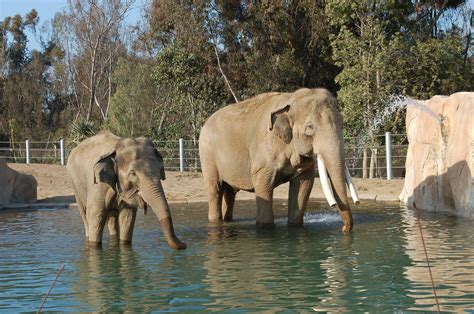 elephant odyssey   san diego zoo  family travels