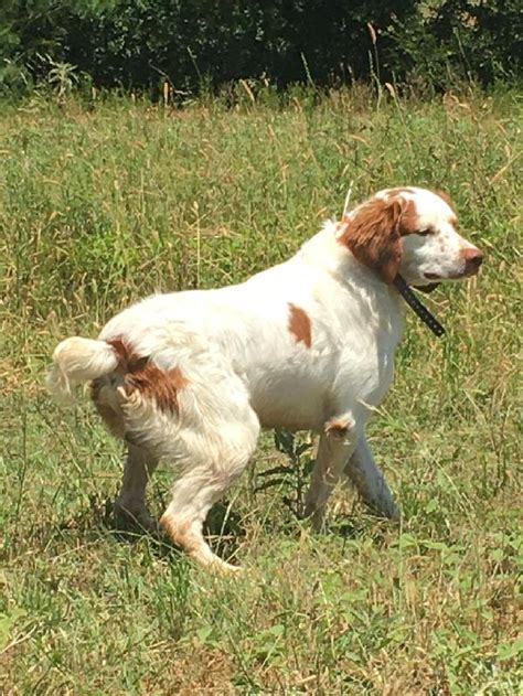 started brittany spaniel  sale