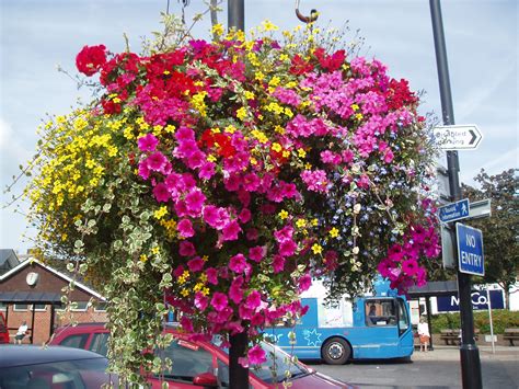 Replanting Hanging Baskets – Choice Plants