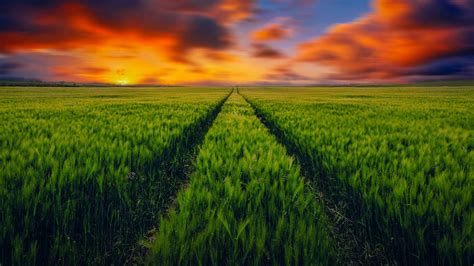 field  grass wallpaper arthatravelcom