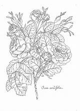 Botanical Coloring Pages Illustration Illustrations Drawings sketch template