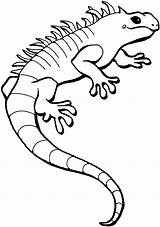 Lizard Coloring Pages Lizards sketch template