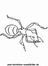 Ameise Insekten Ausmalbild Ausmalen sketch template