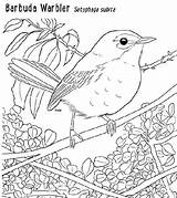 Indies Endemic Birdscaribbean Repeatingislands sketch template