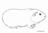 Pig Guinea Coloring Pages Line Kids Printable Color sketch template