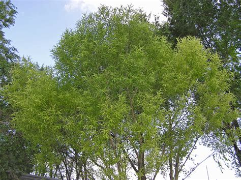 southwest colorado wildflowers salix matsudana