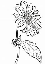 Sunflower Coloring Girasoles Para Pages Stencil Sunflowers Drawing Flores Dibujo Flower Girls Pintura Adult Print Book Visit Bordar Dibujos Easy sketch template