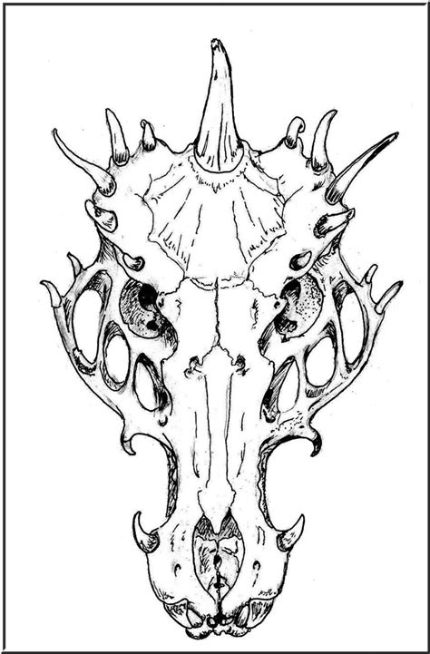 dragon skull sketch kit guru community skull sketch bone drawing