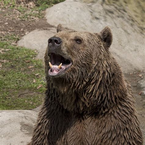 bear roar stock    royalty