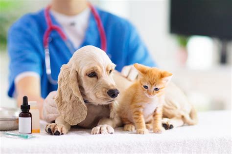 ways   affordable vet care vet clinics