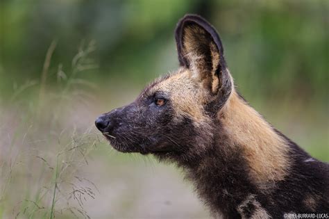 african wild dog  burrard lucas