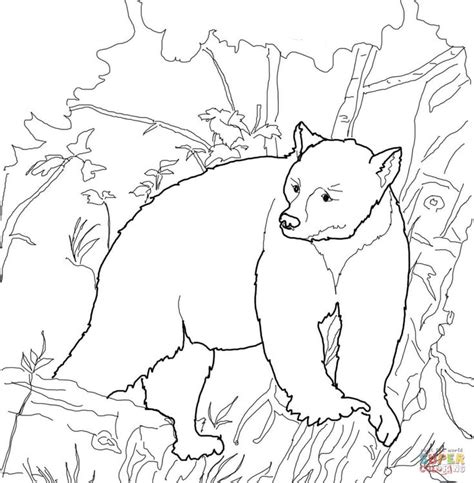 bear coloring pages bear coloring page bear coloring