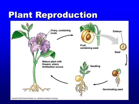 reproduction system powerpoint  id