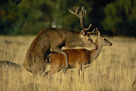Sex Crazed Deer Could Kill Dozens As They Rage On A