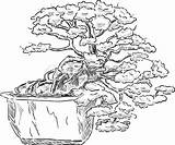 Bonsai Tree Drawing Getdrawings sketch template