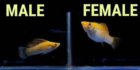 lyretail molly male  female     difference aquariuman