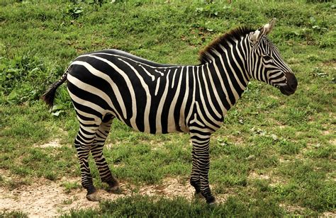 zebra grants dquus quagga gratis foto op pixabay