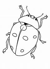 Bug Coloring Pages Color Bugs Kids Insect Print Ladybug Printable Beetle Printables Outline Comments Printcolorfun Bestcoloringpagesforkids Library Clipart Results Coloringhome sketch template