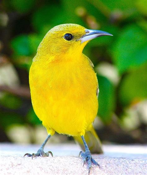 yellow birds ideas  pinterest yellow bird image pretty birds  colorful birds