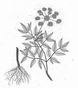 Hemlock Drawing Tree Wicked Plant Artwork Water Getdrawings sketch template