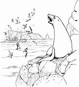 Marins Sealion Antarctica Coloriages Colouring Marine Continent sketch template