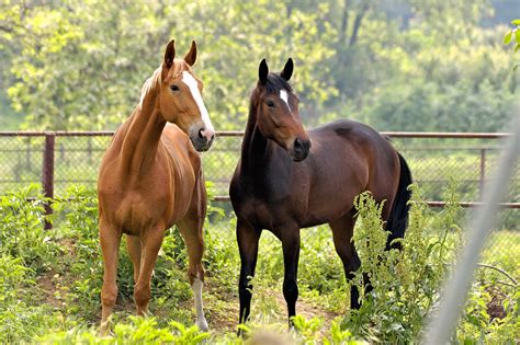 photo horses animals bspo farm   jooinn