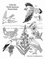 Habitats Birds Exploringnature sketch template