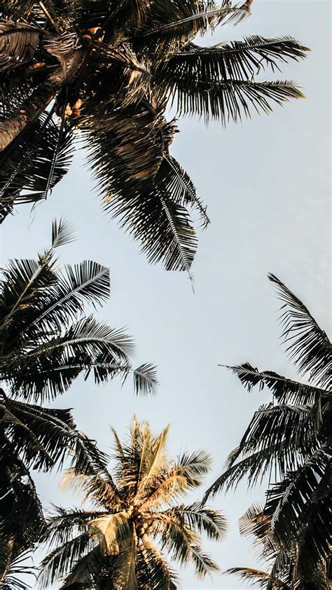 lets  coconuts enjoy  tropical iphone wallpapers