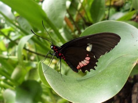 black  butterfly stock photo freeimagescom