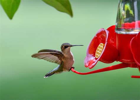 hummingbird feeder   pests audubon