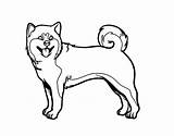 Akita Inu Acolore Shiba Pigmento Carlino Utente Registrato sketch template