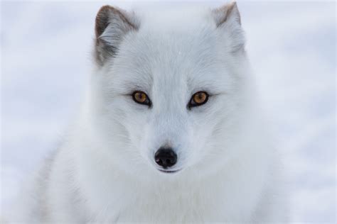 arctic fox facts  kids polar foxes snow fox artic animals
