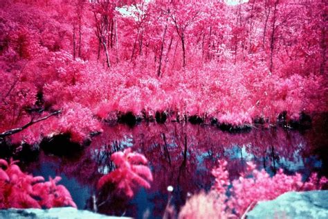 pink forest rwoahdude