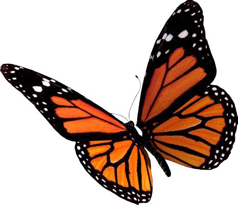 butterfly transparent pictures  icons  backgrounds png clipartix
