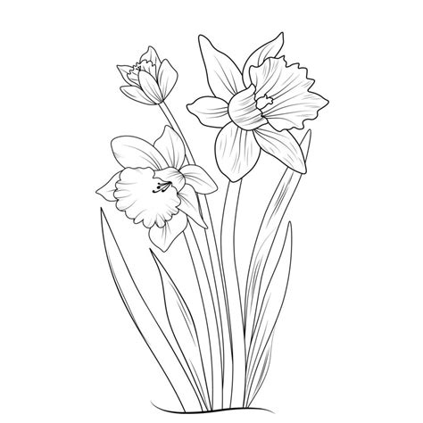 sketch  outline daffodil flower coloring book hand drawn vector