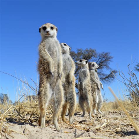 temperatures rise meerkat pups feel  heat