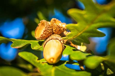 oak nut   branch  autumn stock photo image  beauty